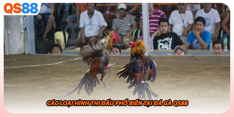 Các loại hình thi đấu phổ biến tại đá gà QS88