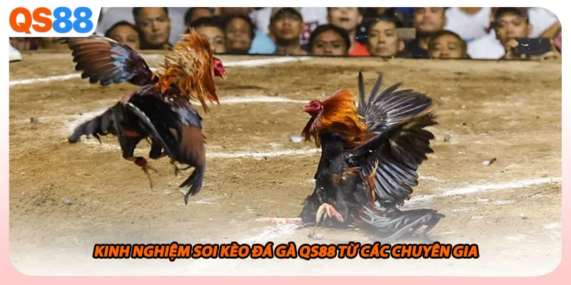 Kinh nghiệm soi kèo đá gà QS88 từ các chuyên gia
